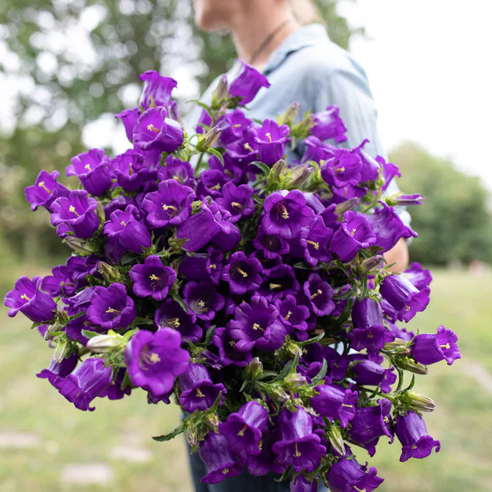 Campanula