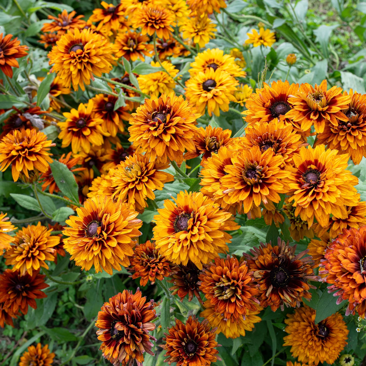 Rudbeckia