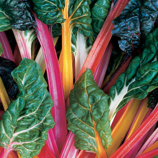 Swiss Chard BRIGHT LIGHTS DECORTICATED