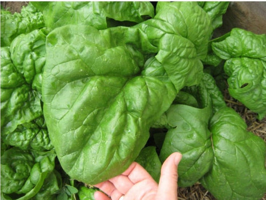 SPINACH GIAnT NOBLE