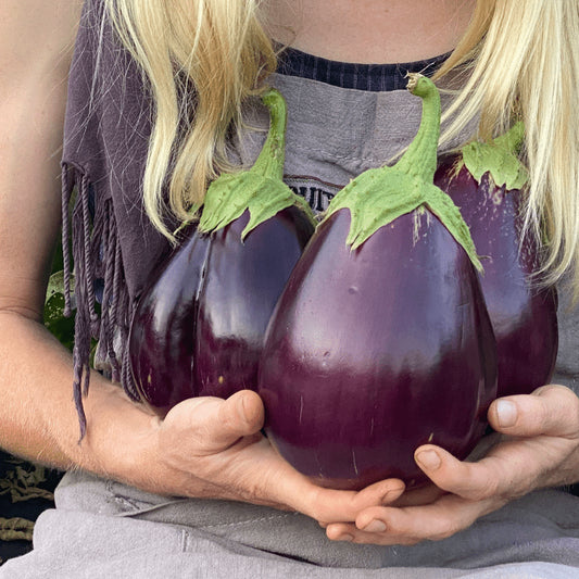 EGGPLANT BLACK BEAUTY