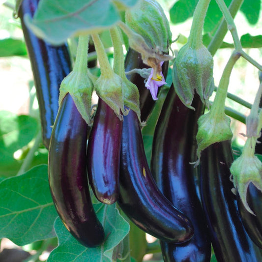 EGGPLANT LITTLE FINGERS