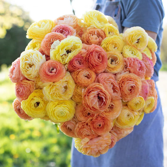 ranunculus amandine pastel mix