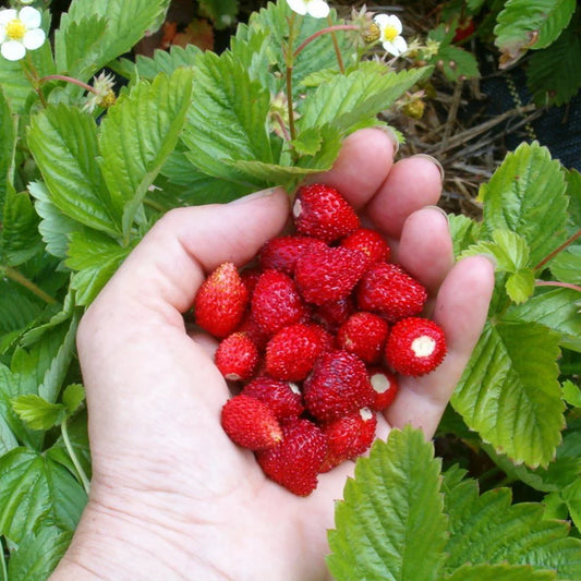 STRAWBERRY RED WONDER WILD