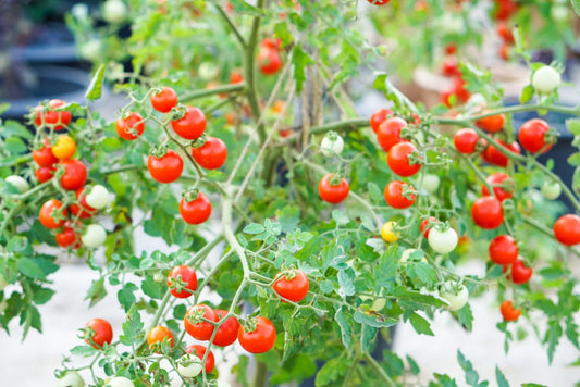 Red Currant Tomatoes منئ