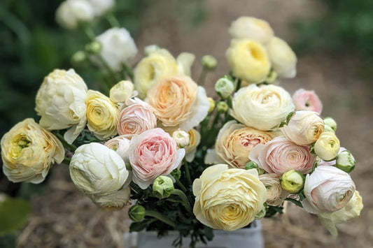 Ranunculus Half Clone Wedding Pastel